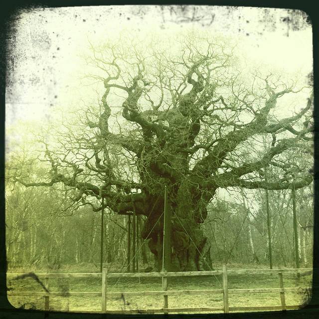 Major Oak (flickr.com)