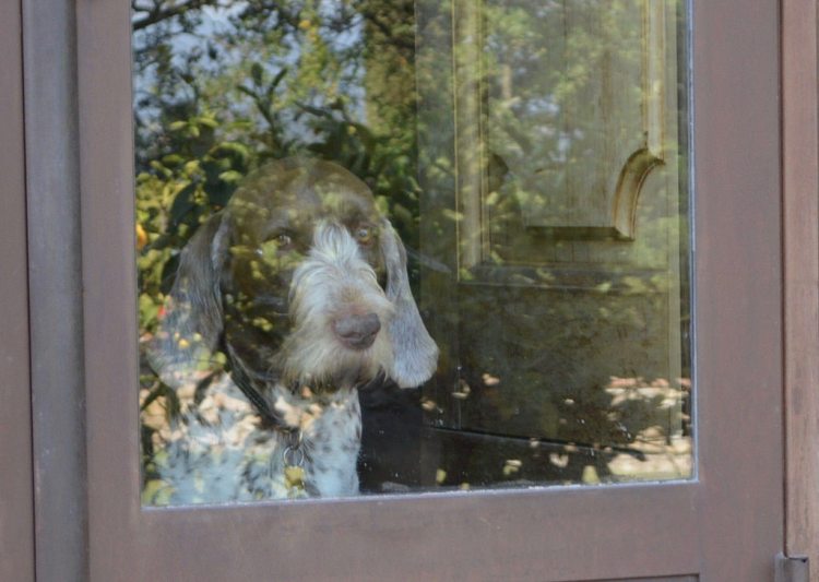 dog flickr.com (allie444)