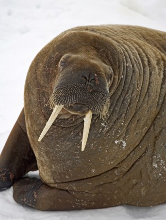 walrus-877329_1920