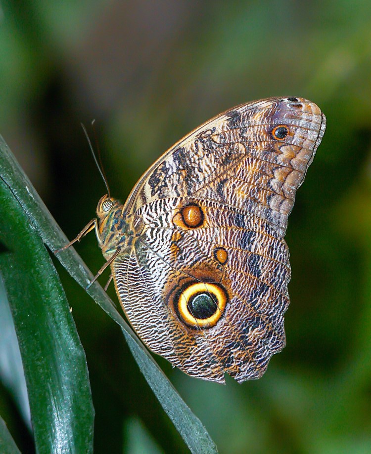 butterfly-4013003_1920