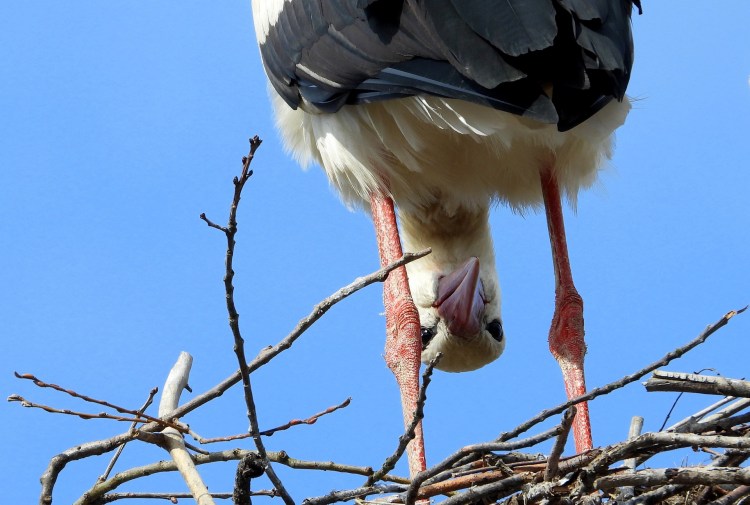 stork-4098979_1920