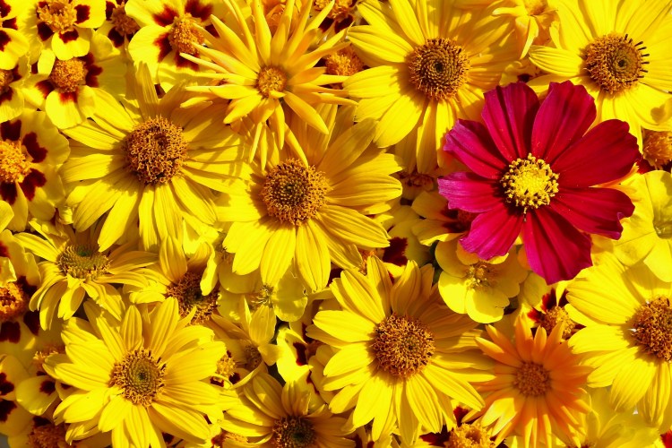 flowers-3661031_1920