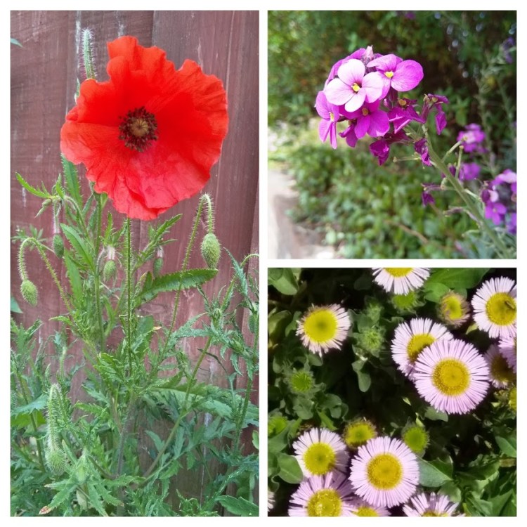 IMG_20190527_124618-COLLAGE