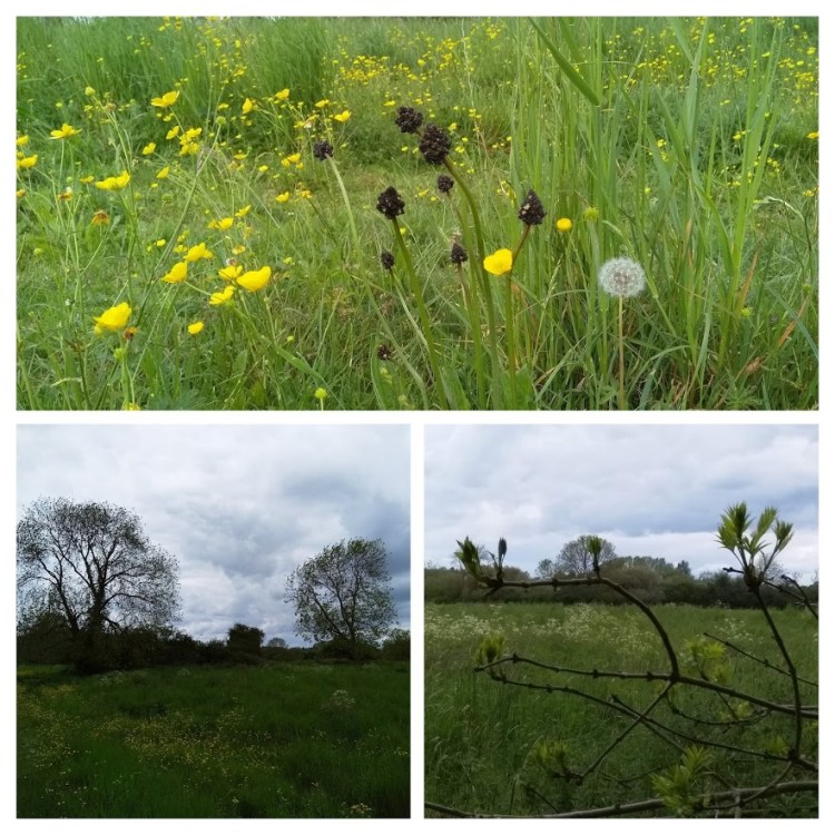 IMG_20190527_130850-COLLAGE