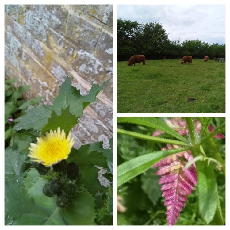 IMG_20190527_132157-COLLAGE