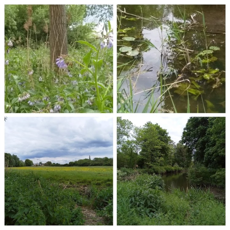 IMG_20190527_134609-COLLAGE