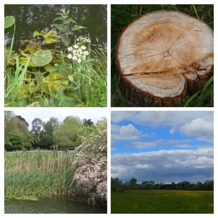 IMG_20190527_135056-COLLAGE