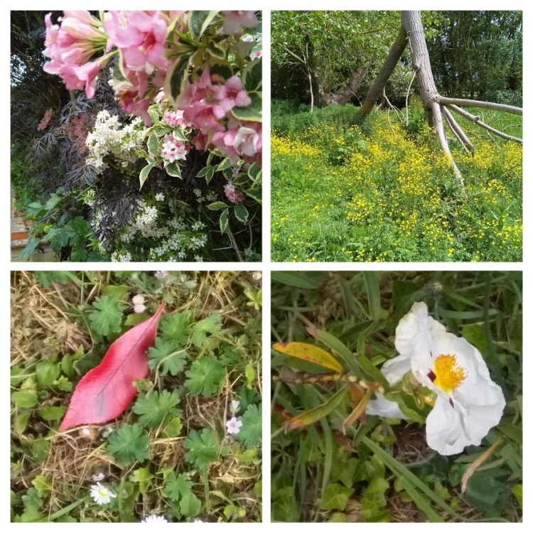 IMG_20190527_135808-COLLAGE