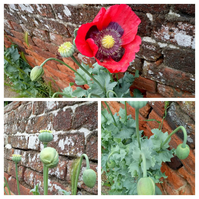 Little Waldingfield 1 collage