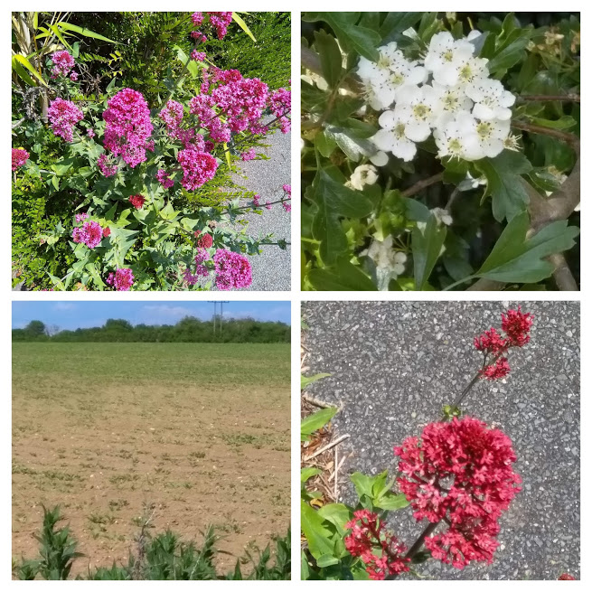medical walk collage