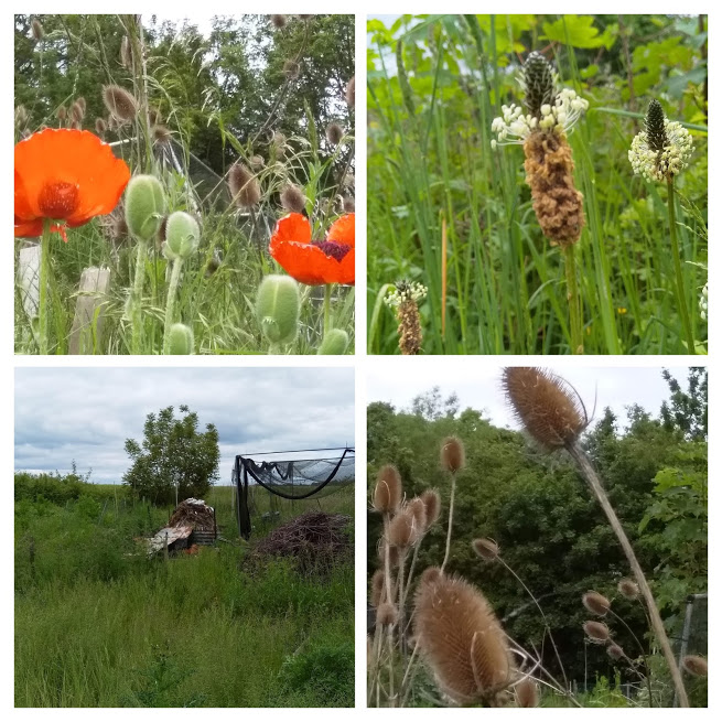 Monks Eleigh collage 1