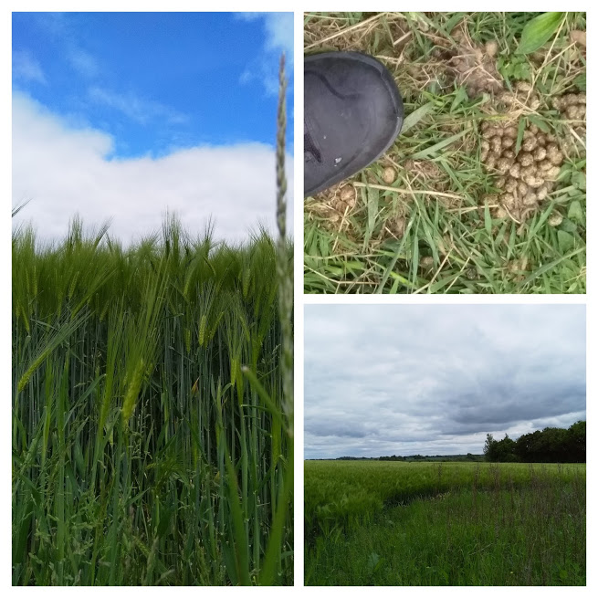 monks Eleigh collage 2