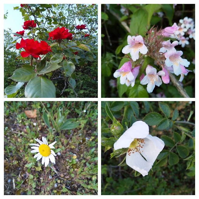 Northern Approach collage1