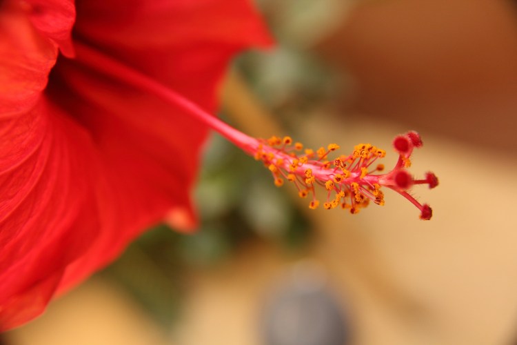 red-flower-3987049_1920