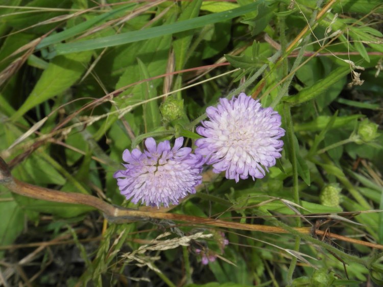 flowers in hedgerows