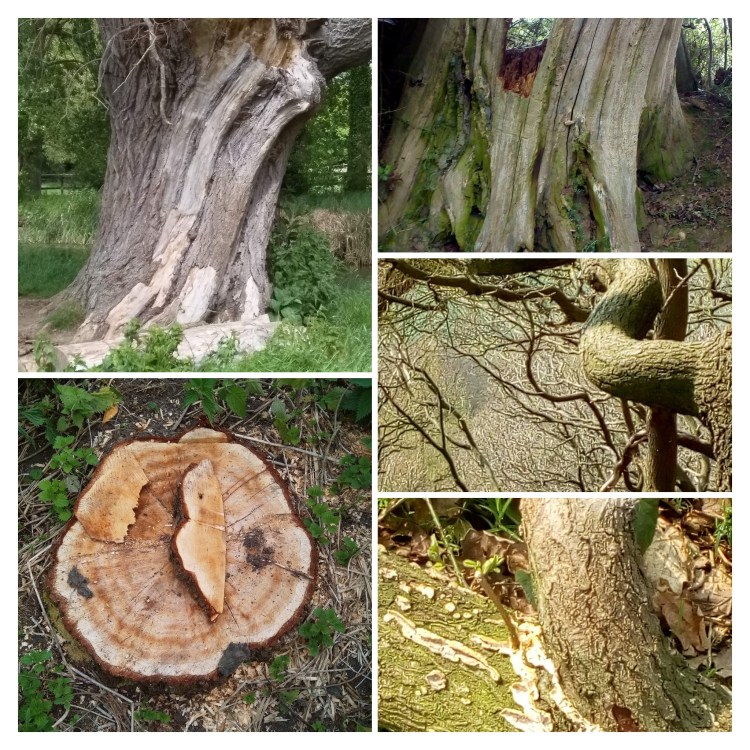 img_20190417_141109-collage