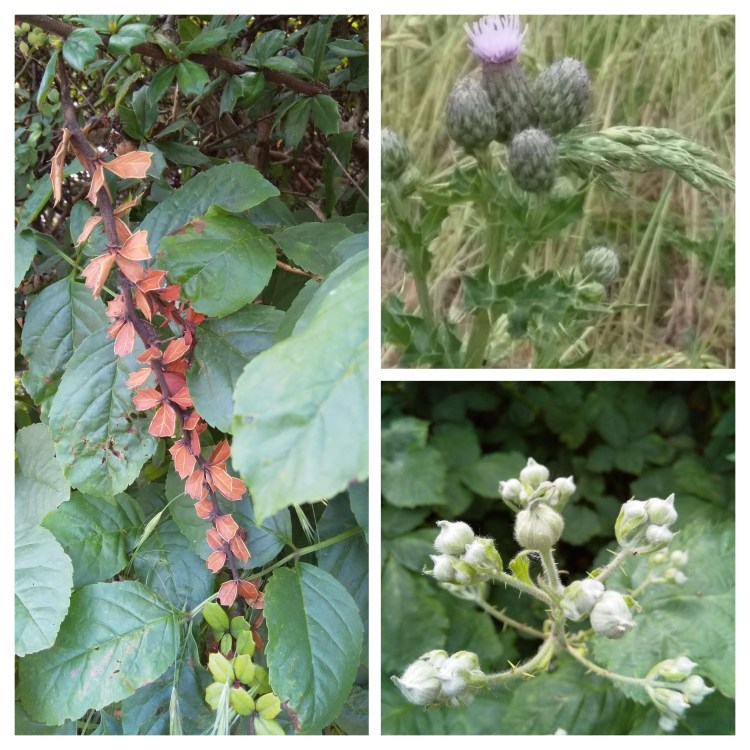 img_20190603_141708-collage