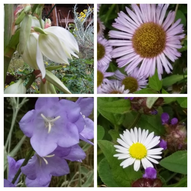 collage july 9 2019 garden1