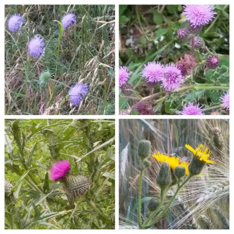 cornard c park flowers2