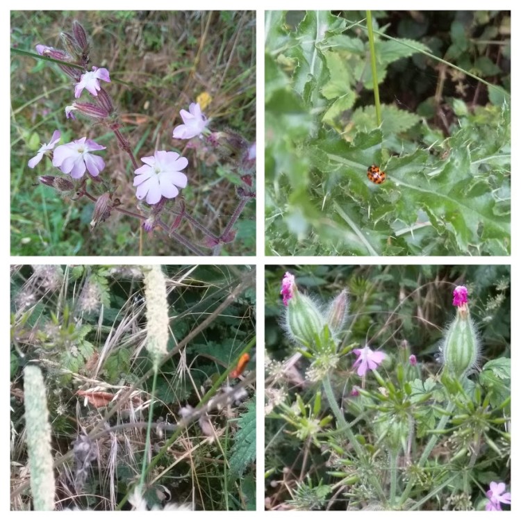 cornard c park picnic area