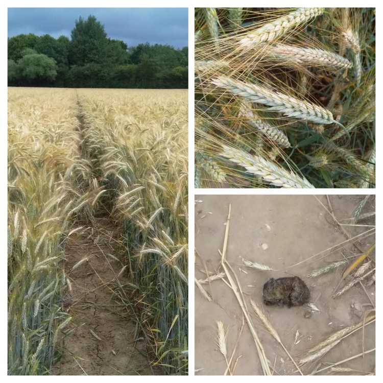 img_20190713_112415-collage