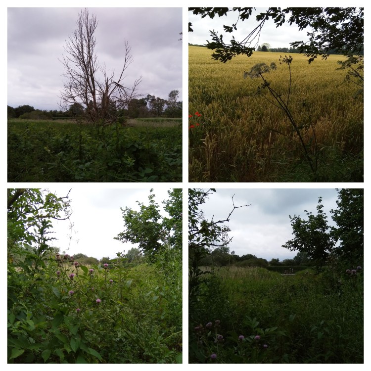 img_20190713_115406-collage