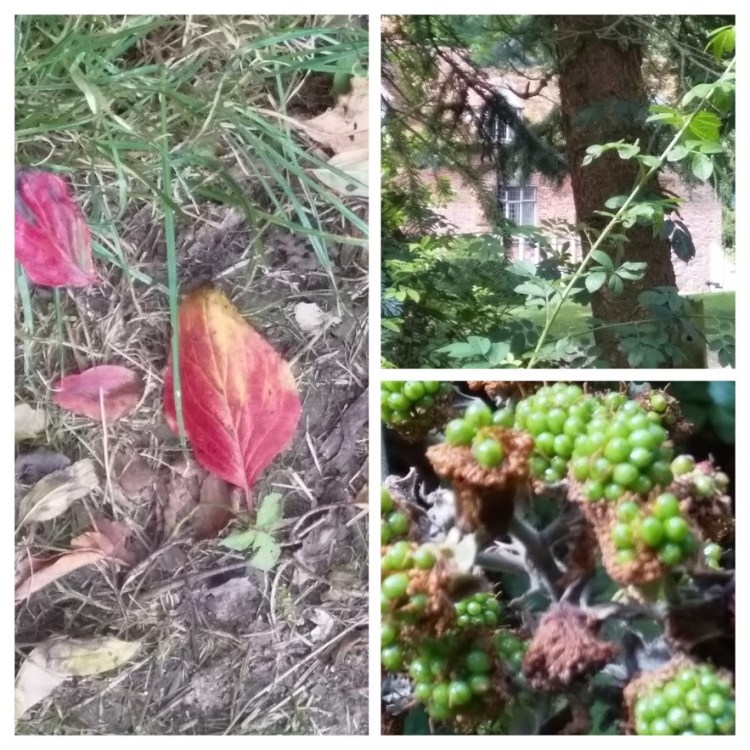 17 Aug 19 chilton 10