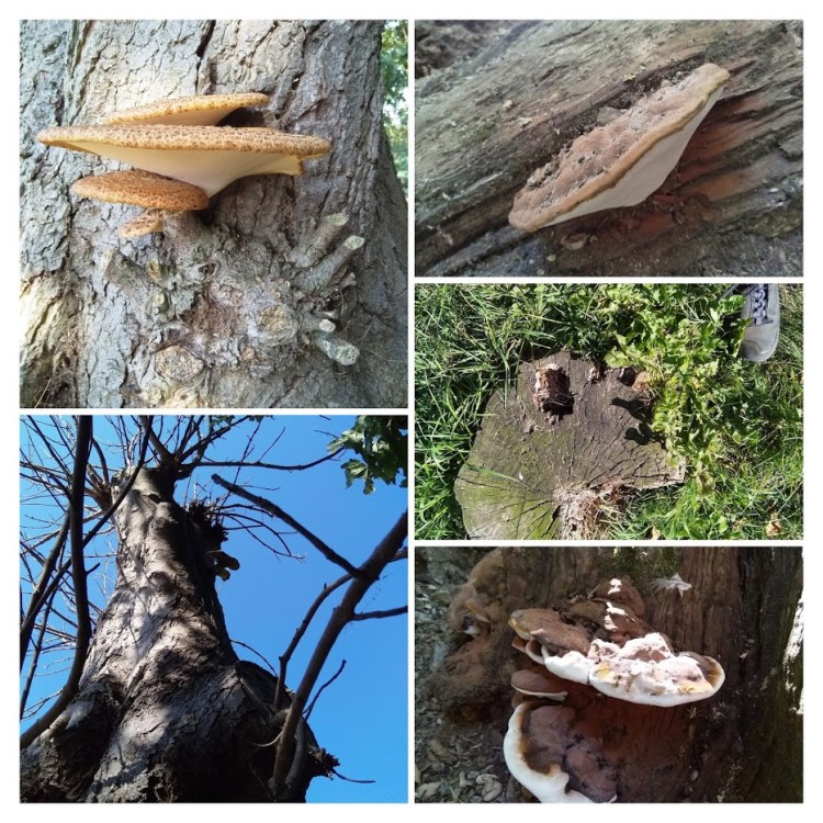 trees fungi stumps