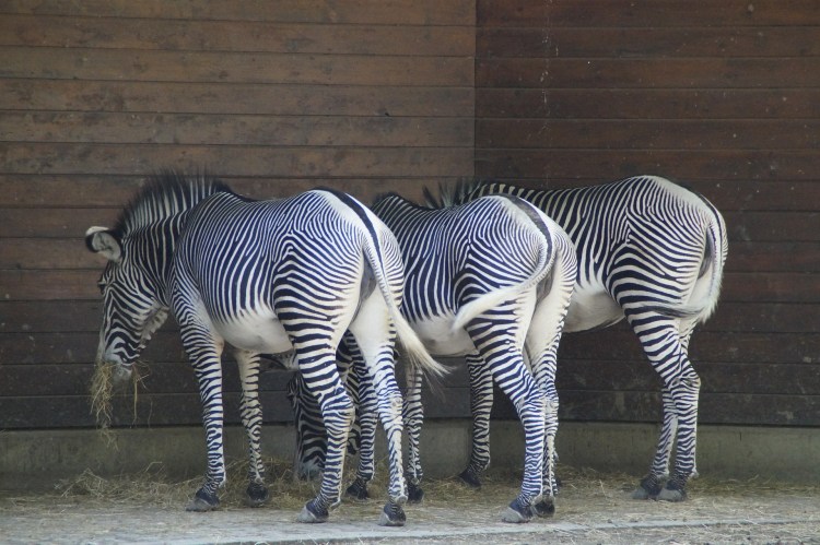 zebras-424437_1920