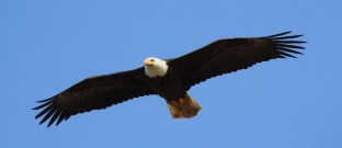 eagle-3953305_1920
